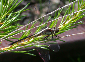 Slaty Skimmer